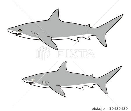 鮫 キャラクター ベクター イラストのイラスト素材