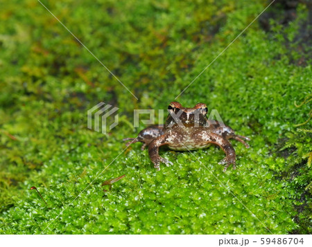 ネバタゴガエル ネバタゴガエル 59486704