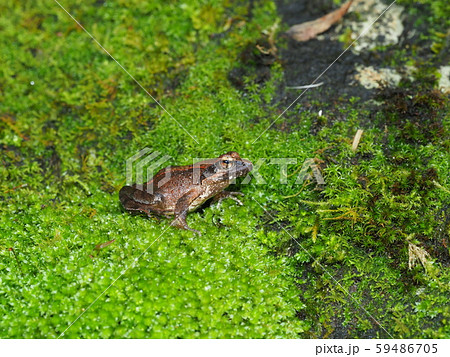 ネバタゴガエル 59486705