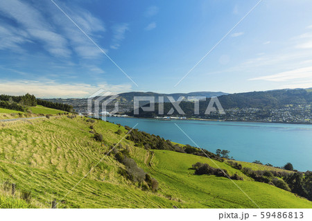 ニュージーランド　ダニーデン　展望台からのオタゴ港 59486813