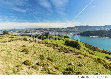 ニュージーランド　ダニーデン　展望台からのオタゴ港 59486840