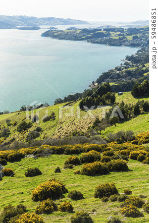 ニュージーランド　ダニーデン　展望台からのオタゴ港 59486851