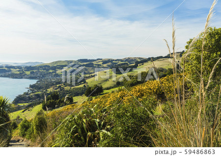 ニュージーランド　ダニーデン　展望台からのオタゴ港 59486863