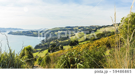 ニュージーランド　ダニーデン　展望台からのオタゴ港 59486865