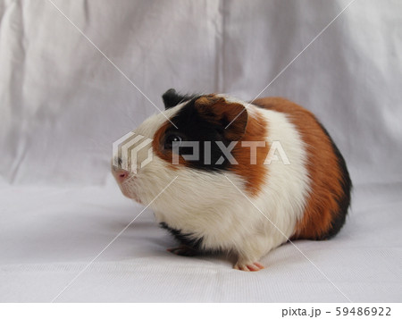 かわいいモルモット 59486922