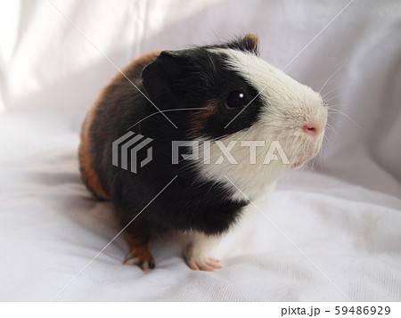 かわいいモルモット かわいいモルモット 59486929