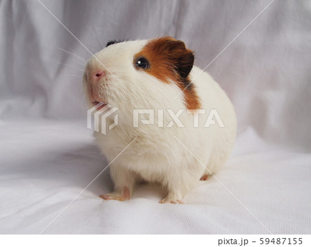 かわいいモルモット 59487155