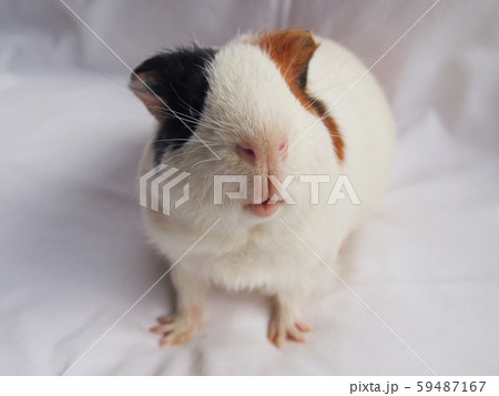 かわいいモルモット かわいいモルモット 59487167