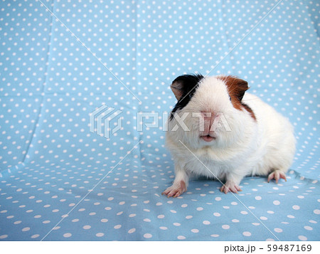 青い水玉模様とモルモット 59487169