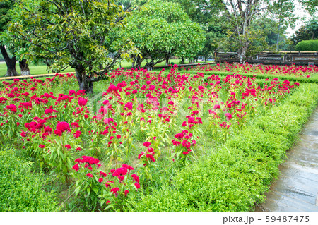 グエン朝王宮の風景 花壇 グエン朝王宮の風景 花壇 59487475