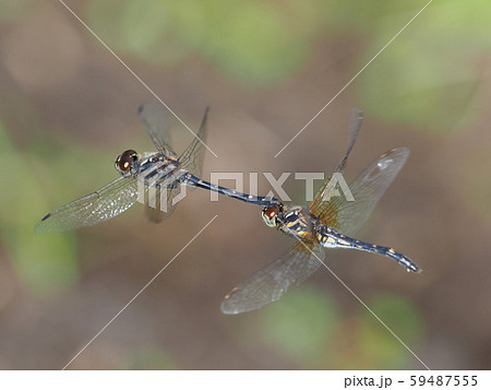 マダラナニワトンボ 59487555