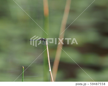 マダラナニワトンボ 59487558