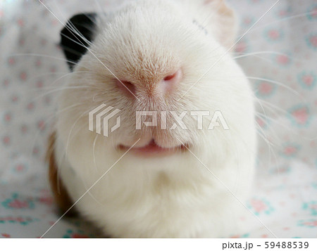 鼻でかモルモット 59488539