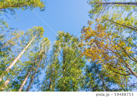 秋の巨木林 59488753