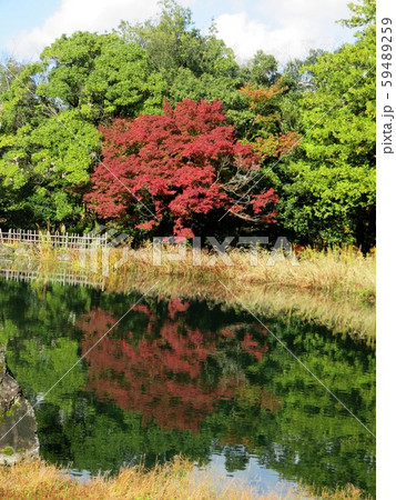 福井県 総合グリーンセンター 紅葉の写真素材