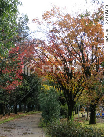 福井県 総合グリーンセンター 紅葉の写真素材