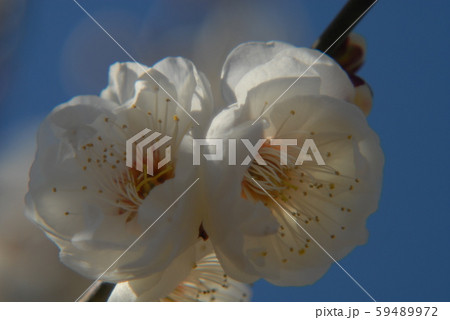 青空と梅 59489972
