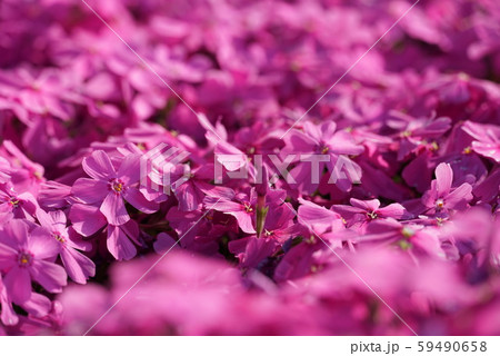 芝桜 芝桜 59490658