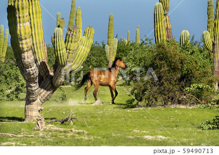 horse running in baja california sur giant cactus horse running in baja california sur giant cactus 59490713
