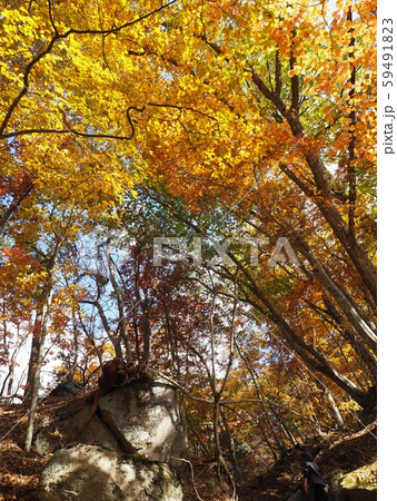 日本の紅葉の風景 59491823
