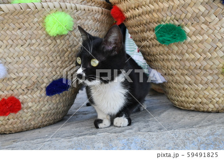 モロッコ　シャウエンの野良猫 59491825