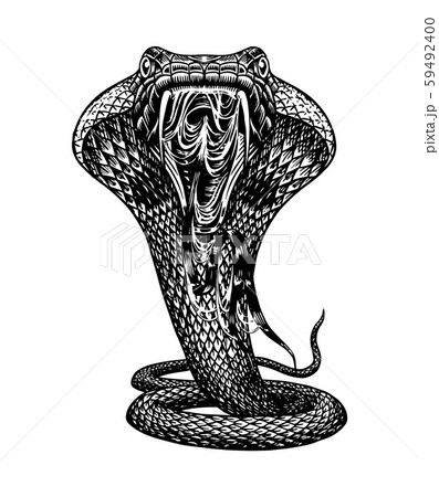 Cobra Snake In Vintage Style Serpent Or Python のイラスト素材