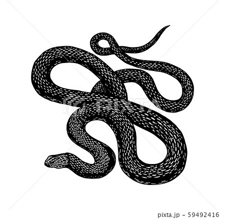 Python in Vintage style. Serpent or poisonous viper snake. Engraved hand drawn old reptile sketch 59492416