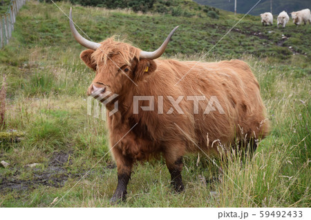 ハイランドキャトルの写真素材