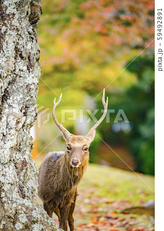 ツノのある鹿 奈良公園の写真素材