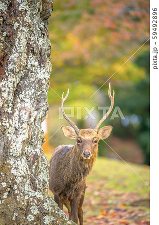 ツノのある鹿 奈良公園の写真素材 [59492896] - PIXTA