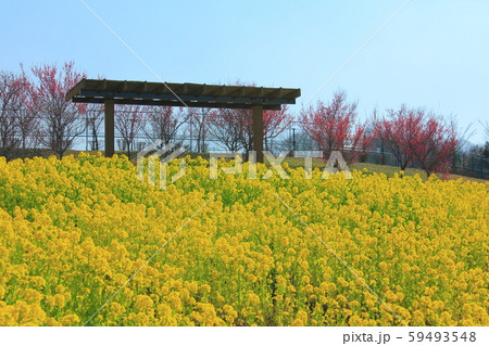 【香川県】 国営讃岐まんのう公園 「菜の花畑」 【香川県】 国営讃岐まんのう公園 「菜の花畑」 59493548