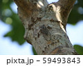 クロイワツクツク 59493843