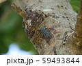 クロイワツクツク 59493844