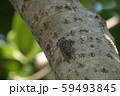 クロイワツクツク 59493845
