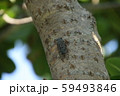 クロイワツクツク 59493846
