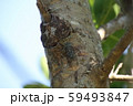 クロイワツクツク 59493847