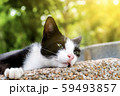 Lazy cat 59493857
