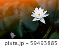White lotus bloom in the morning 59493885