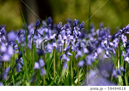シラーカンパニュラータ 青紫の花アップ 59494618