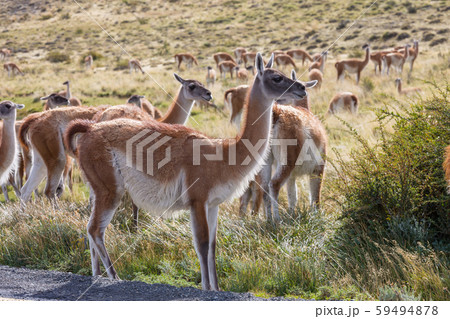 Guanaco 59494878