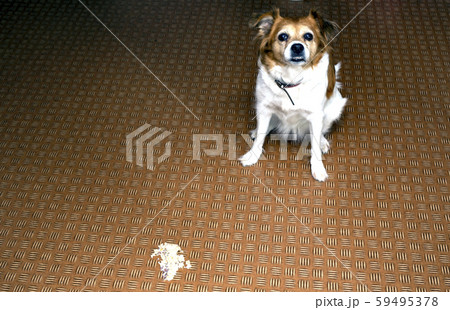 Dog vomit in the living room on the floor, sick dog vomitted to cure itself Dog vomit in the living room on the floor, sick dog vomitted to cure itself 59495378
