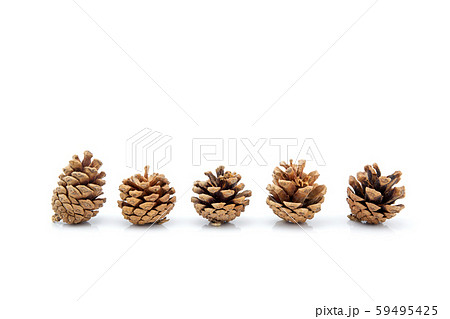 image group of pinecone isolated on white background, set of pine cone image group of pinecone isolated on white background, set of pine cone 59495425