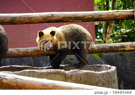 のぼりべつクマ牧場の丸太に跨る子ヒグマ のぼりべつクマ牧場の丸太に跨る子ヒグマ 59495469
