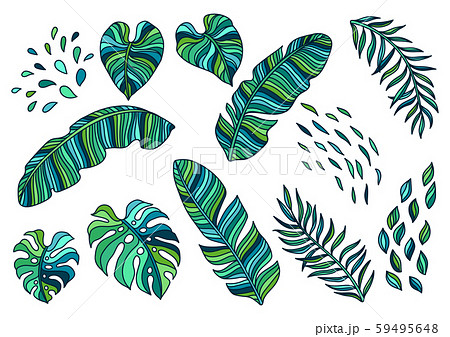 Set of palm leaves. 59495648