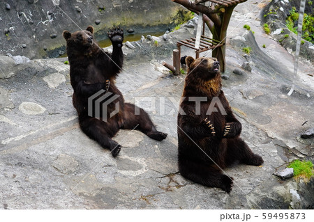 のぼりべつクマ牧場のアピールするヒグマ 59495873