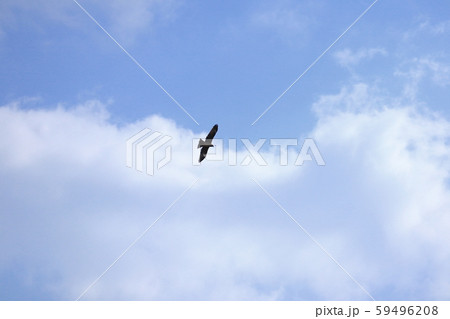 大空を舞う鳥 大空を舞う鳥 59496208