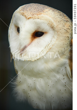 Barn owl closeup of face Barn owl closeup of face 59497391