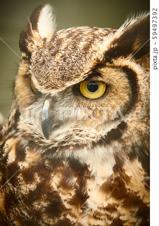 Great horned owl closeup of face Great horned owl closeup of face 59497392
