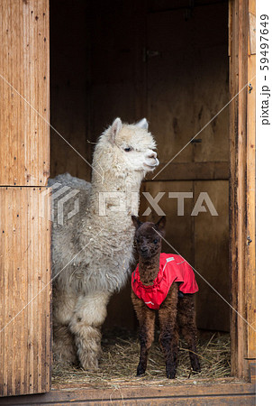 Close up photo of an adorable cute brown curly fluffy baby alpaca in red coat with big black clever Close up photo of an adorable cute brown curly fluffy baby alpaca in red coat with big black clever 59497649