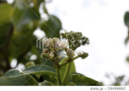 ハスノハギリの花 59499662
